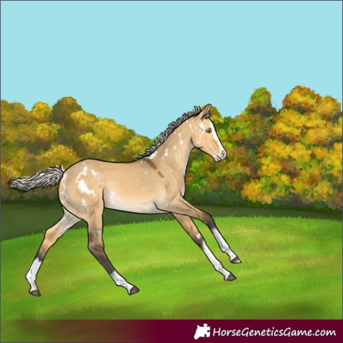 Horse Color:White Spotted Silver Buckskin Dun Splash Rabicano