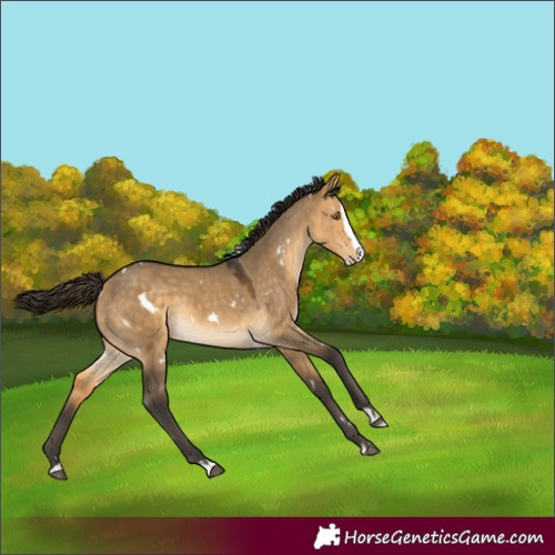 Horse Color:White Spotted Buckskin Dun Splash Rabicano 