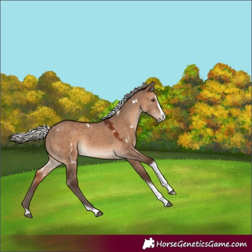 Horse Color:White Spotted Silver Brown Dun Splash Tobiano Rabicano