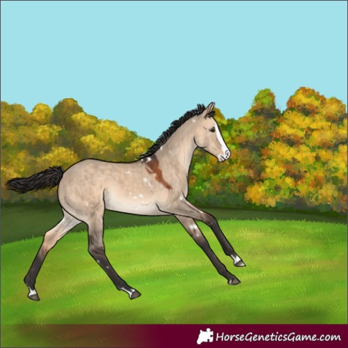Horse Color:White Spotted Brown Dun Splash Rabicano