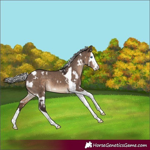 Horse Color:White Spotted Silver Brown Dun Splash Tobiano Rabicano