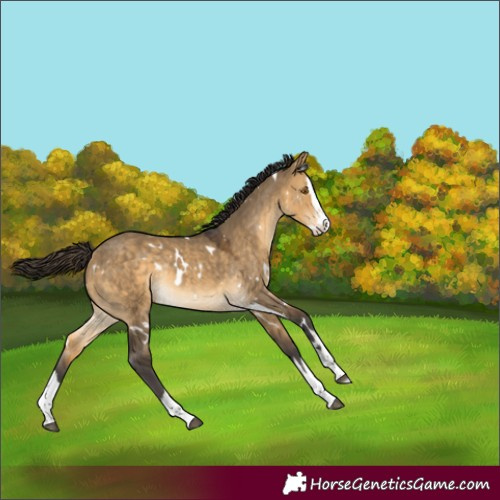 Horse Color:White Spotted Buckskin Dun Splash Rabicano
