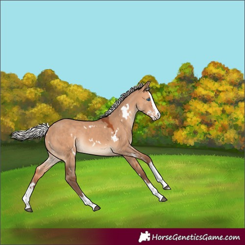 Horse Color:White Spotted Silver Bay Dun Splash Rabicano 