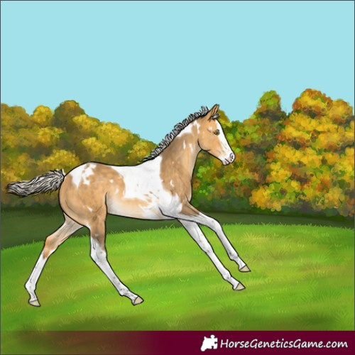 Horse Color:White Spotted Silver Buckskin Dun Splash Tobiano Rabicano