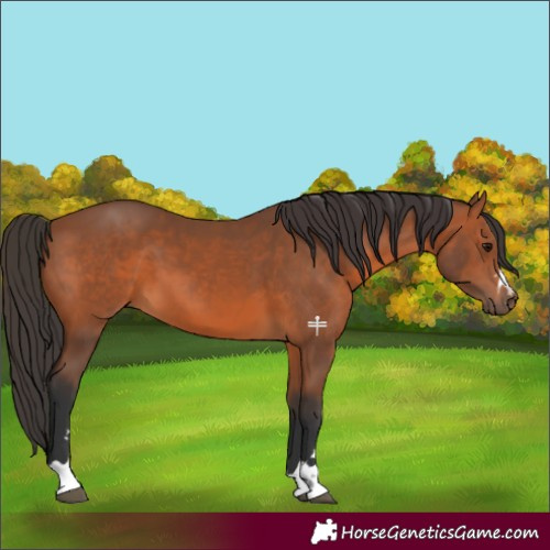 Horse Color:Bay 