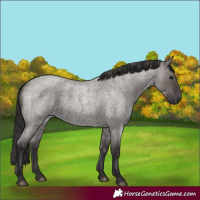 Horse Color:Smoky Grullo Roan 