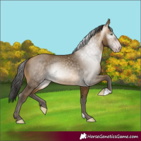 Horse Color:Gray Amber Cream Champagne 