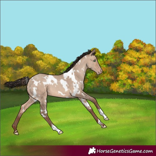 Horse Color:White Spotted Sable Champagne Dun