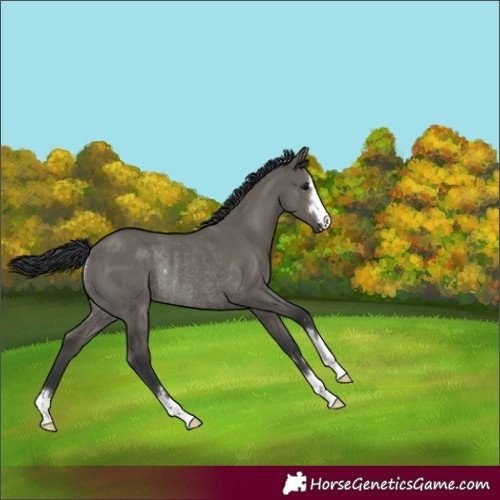 Horse Color:Unknown 