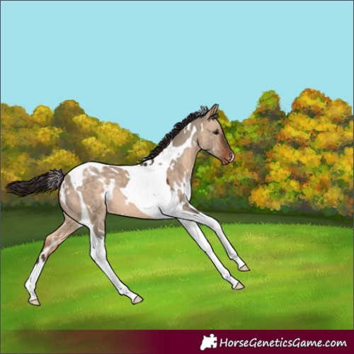 Horse Color:White Spotted Brown Dun Tobiano Blanket