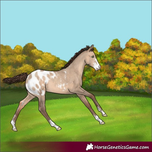Horse Color:Amber Champagne Dun Sabino Blanket