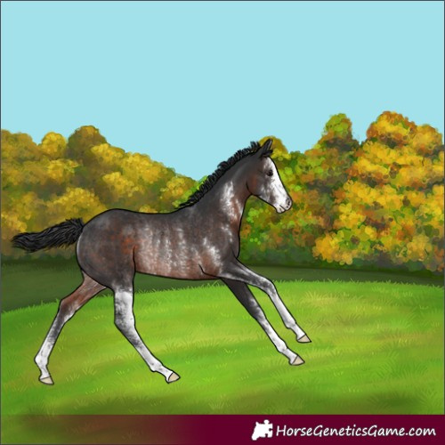 Horse Color:Unknown 