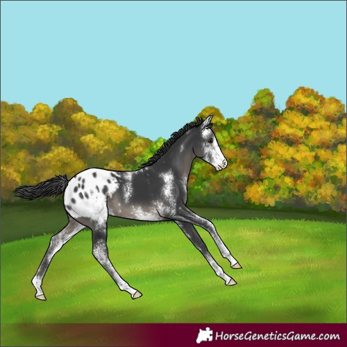 Horse Color:Black Sabino Appaloosa 