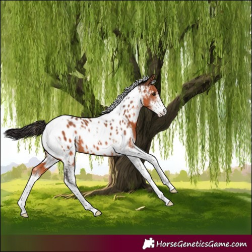 Horse Color:Bay Sabino Tobiano Appaloosa 