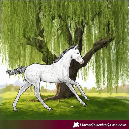 Horse Color:Silver Brown Sabino Rabicano 