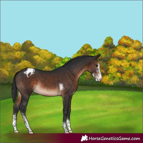 Horse Color:Unknown 