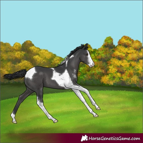 Horse Color:Black Sabino Tobiano 