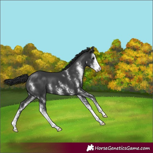 Horse Color:Black Sabino 