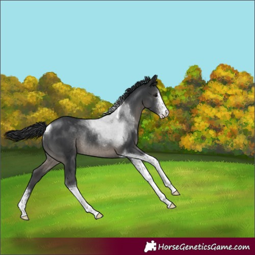 Horse Color:Black Sabino Tobiano Rabicano 