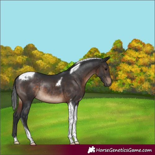 Horse Color:Unknown 
