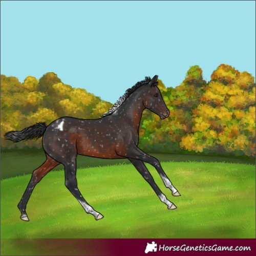 Horse Color:Brown Tobiano Appaloosa Rabicano 