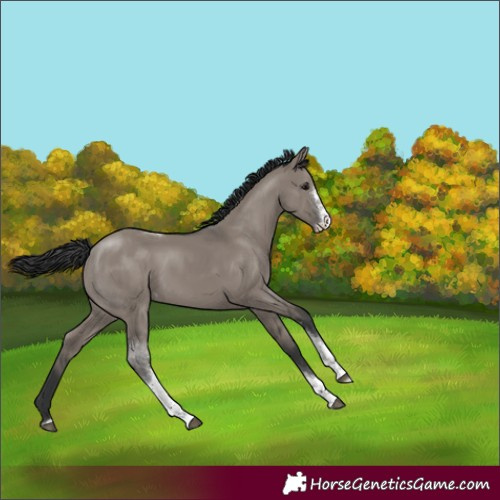 Horse Color:Unknown 