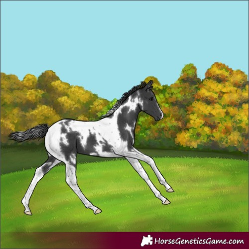 Horse Color:White Spotted Black Tobiano 