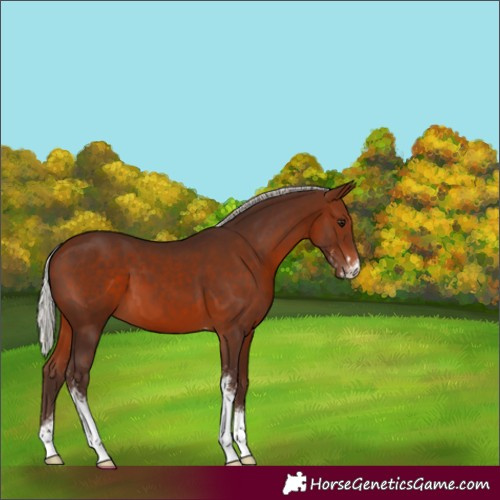 Horse Color:Unknown 