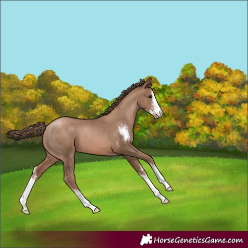Horse Color:Black Pearl Sabino