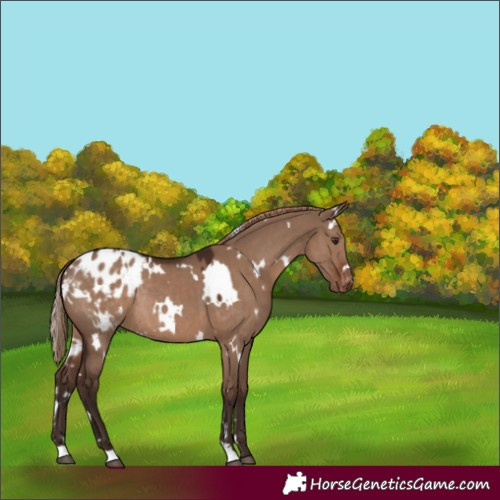 Horse Color:Unknown 