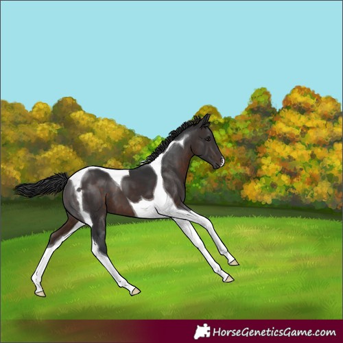 Horse Color:Brown Tobiano 