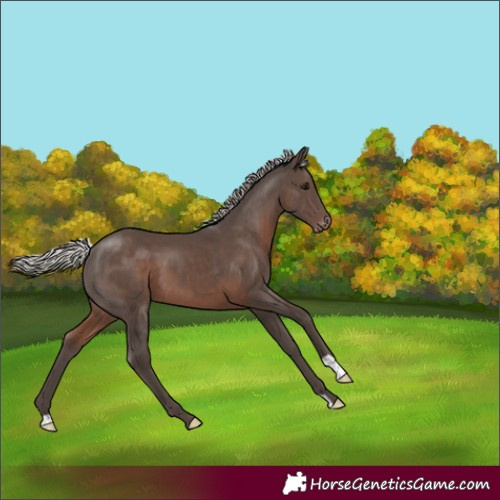Horse Color:Unknown 