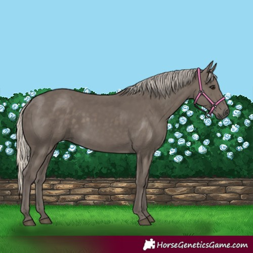 Horse Color:Silver Smoky Black