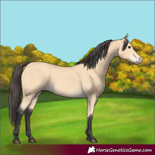 Horse Color:Buckskin 