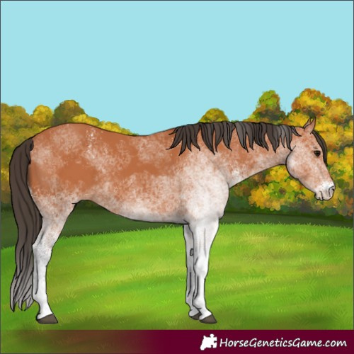 Horse Color:White Spotted Bay 
