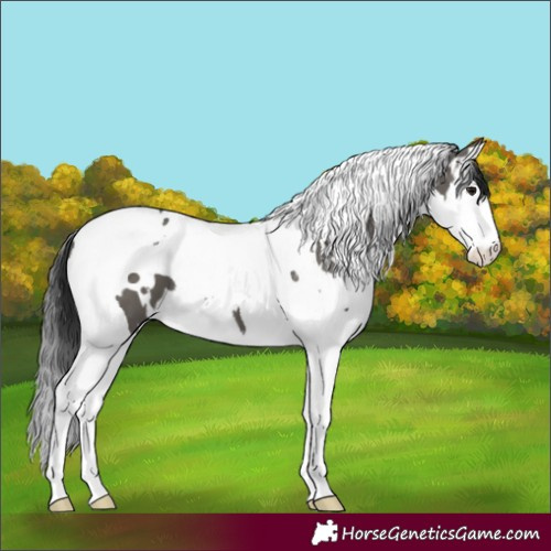 Horse Color:White Spotted Grullo Splash Tobiano 