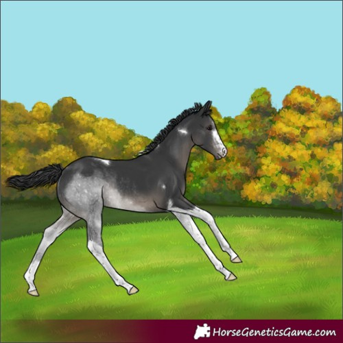 Horse Color:Black Sabino Tobiano Rabicano