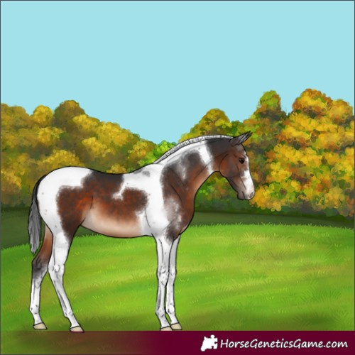 Horse Color:Brown Tobiano