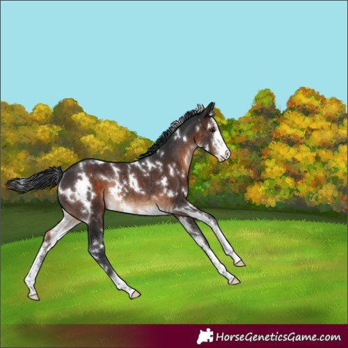 Horse Color:White Spotted Brown Sabino Rabicano