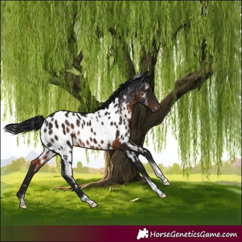 Horse Color:Gray Brown Mushroom Tobiano Near Leopard 