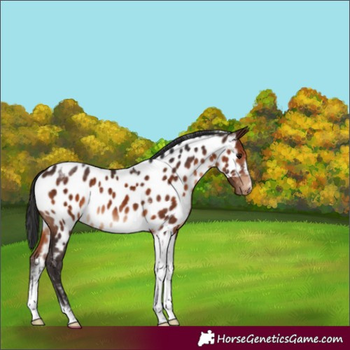 Horse Color:Brown Tobiano Near Leopard Rabicano 
