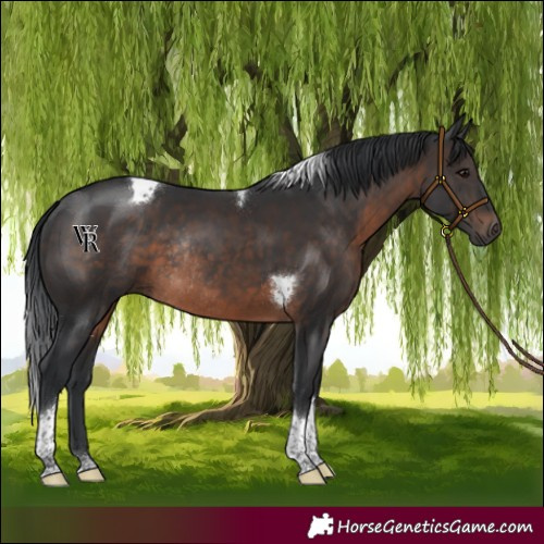 Horse Color:Brown Tobiano Rabicano
