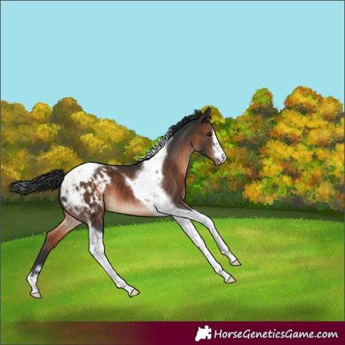 Horse Color:Brown Tobiano Appaloosa