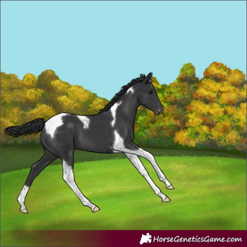 Horse Color:Black Tobiano Varnish 