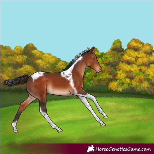 Horse Color:Bay Tobiano Blanket 