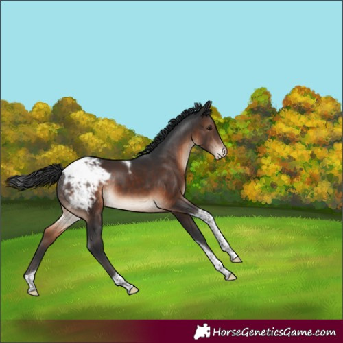 Horse Color:Brown Sabino Tobiano Appaloosa Rabicano 