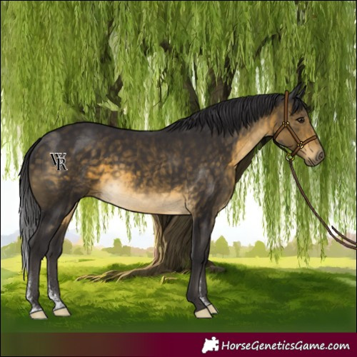Horse Color:Buckskin Sabino Rabicano 