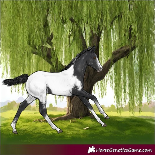 Horse Color:Black Sabino Tobiano Snowcap Rabicano
