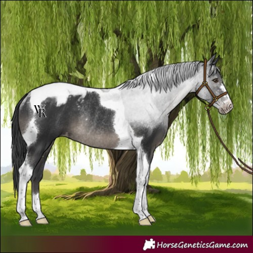 Horse Color:Black Tobiano Varnish Rabicano 