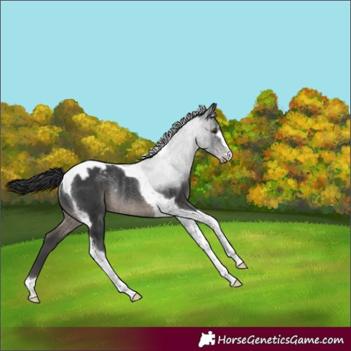 Horse Color:Black Tobiano Appaloosa Rabicano 
